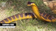 Las 10 Serpientes Más Letales y Peligrosas Del Mundo