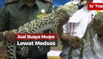 Perdagangan Buaya Langka Lewat Medsos