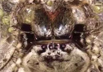 Giant Huntsman Spider Gives Birth to Hundreds of Babies