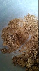 Kala Teetar (Black Francolin) Chick!