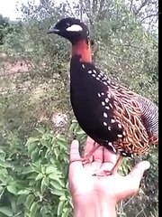 Kala Teetar (Black Francolin) Calling!