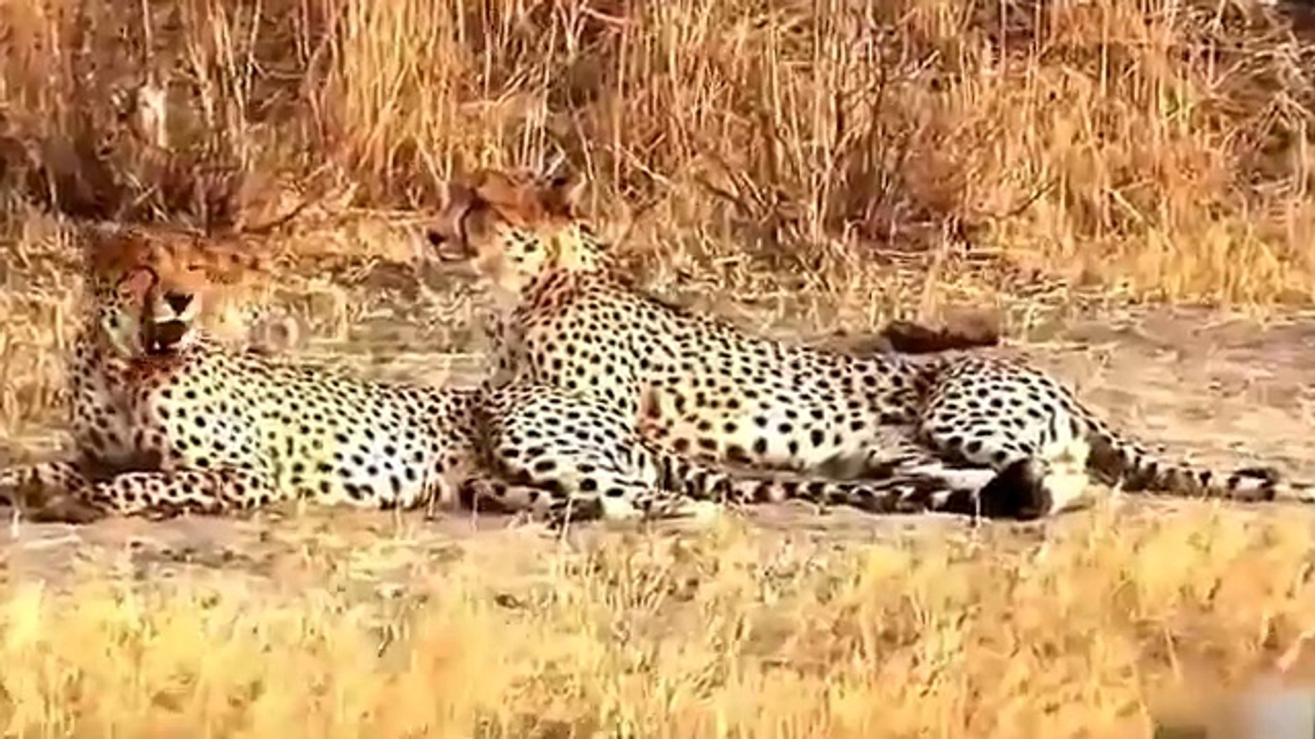 Wildebeests Family Saved You From Two Successful Cheetah - Cheetah vs Wildebeests