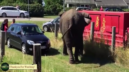 When the angry ELEPHANT , WTF Moments Caught On Camera compilation