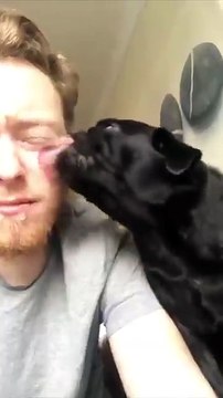 Il adore lecher son maitre mais regardez sa réaction quand son maitre fait pareil