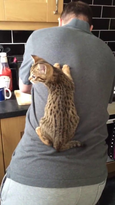 Quand ton chat te prend pour un arbre