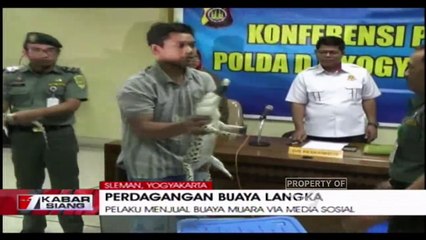 Petugas Gabungan Mengagalkan Perdagangan Buaya Langka Via Media Sosial