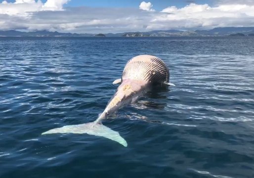 Dead Whale a Sad Sight for Kayakers, But a Meal for Sharks