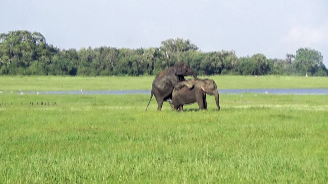 OMG, Same Action! Is this Elephant or human??