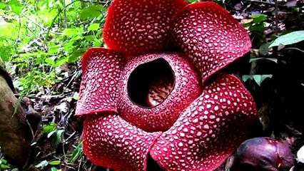 15 Plantas Mas Raras y Sorprendentes Del Mundo