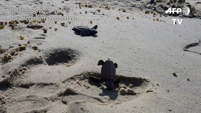 Singapour: naissance d'une centaine de tortues protégées