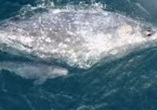 Mother and Baby Gray Whale Spotted Off Dana Point