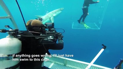 Un requin tente d’attaquer un plongeur dans une cage… dont la porte se met à s’ouvrir