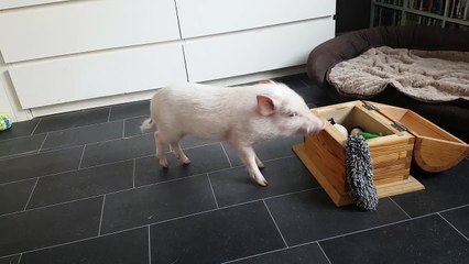 Un cochon range ses jouets