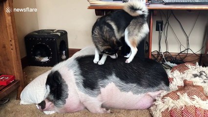 When your partner's a morning person but you haven't had your 12 hours yet