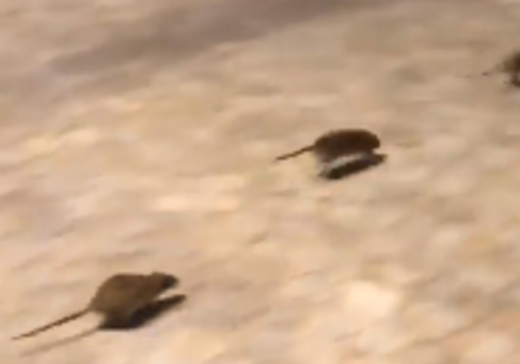 Rats Scamper Outside Notre Dame Cathedral as Flooding Pushes Rodents Onto Paris Streets