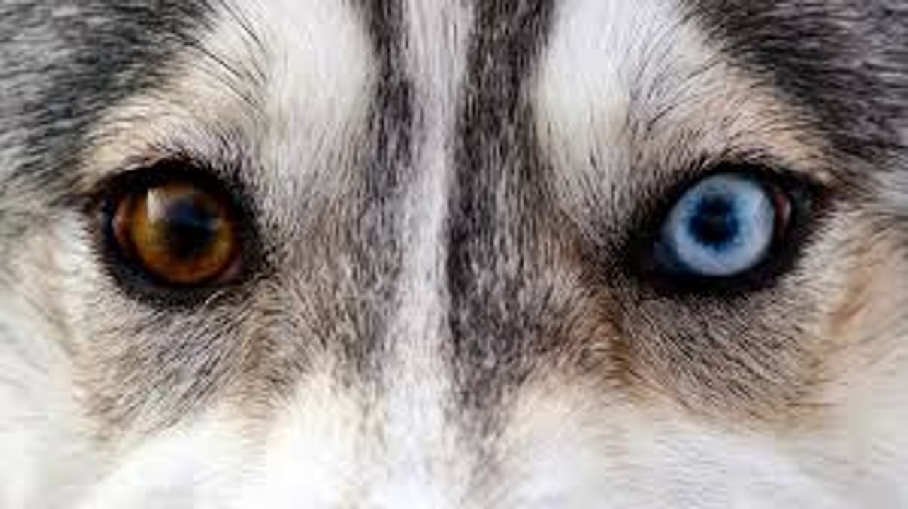 Dlaczego niektórzy mają dwukolorowe oczy