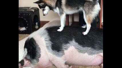 Un chien essaie de réveiller une truie