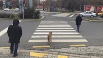 Köpek Kırmızı Işıkta Bekledi, Yaya Geçti