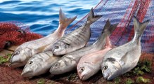 Denize Kıyısı Olmayan Gümüşhane'de Yıllık 4,5 Tondan Fazla Balık Üretildi