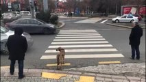 Başkentin Akıllı Köpeği Kırmızı Işıkta Durdu, Yeşil Işıkta Geçti