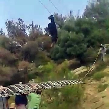 Ils retrouvent une chèvre suspendu à une ligne électrique par les cornes... Mais comment c'est possible???