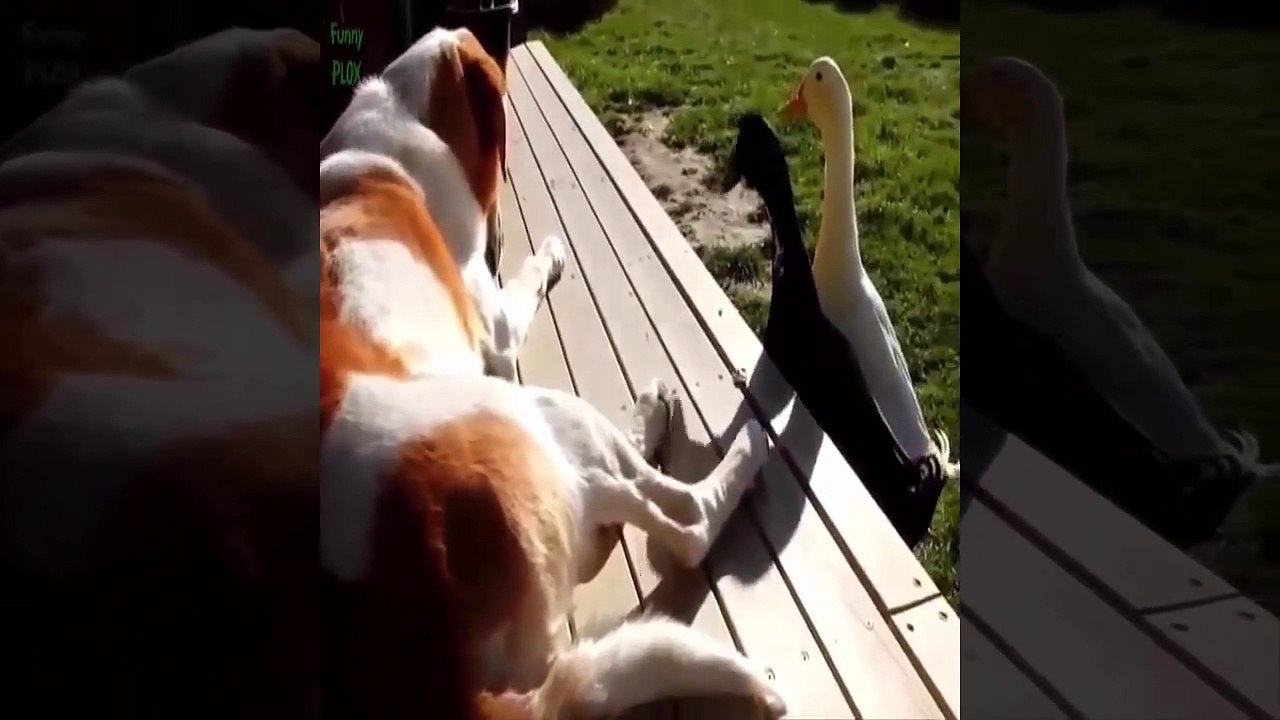 Vidéo d'animaux drôle et mignon 2017