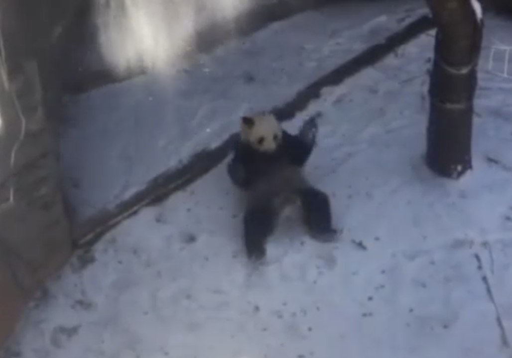 Atlanta Panda Enjoys Playing in the Snow