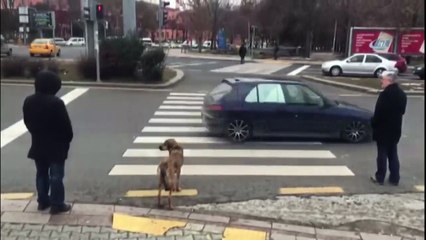 Köpek Kırmızı Işıkta Bekledi, Yaya geçti