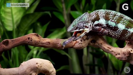 Chameleon Tongues' Explosive Power