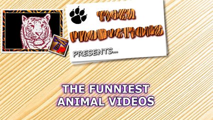 LAUGH UNSTOPPABLE at FUNNY ANIMALS - Super FUNNY ANIMAL videos