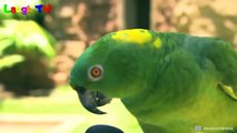 Funny Parrot Singing - Funny and Cute Parrots Sing a Song Compilation