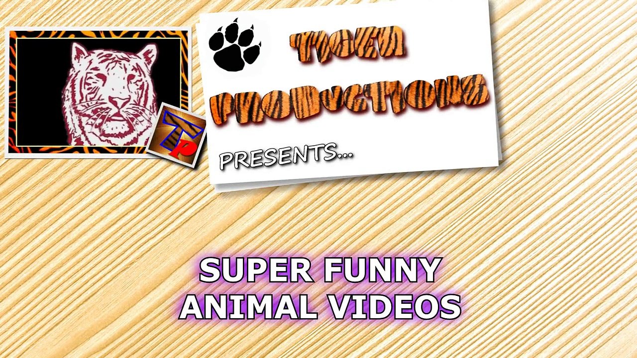 You DON'T WANT TO MISS THIS, TRUST ME! - TRY NOT TO LAUGH at FUNNY ANIMALS