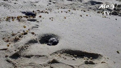 أكثر من 100 سلحفاة تخرج من بيضها على شاطئ في سنغافورة