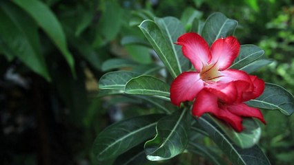 RED FRANGIPANI FLOWER - Free Stock Video Footage HD