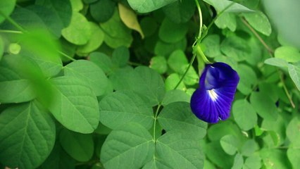 BLUE DARK FLOWERS - Free Stock Video Footage HD
