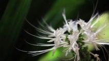 WHITE FLOWERS - Free Stock Video Footage HD