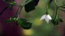 CHILI FLOWERS - Free Stock Video Footage HD