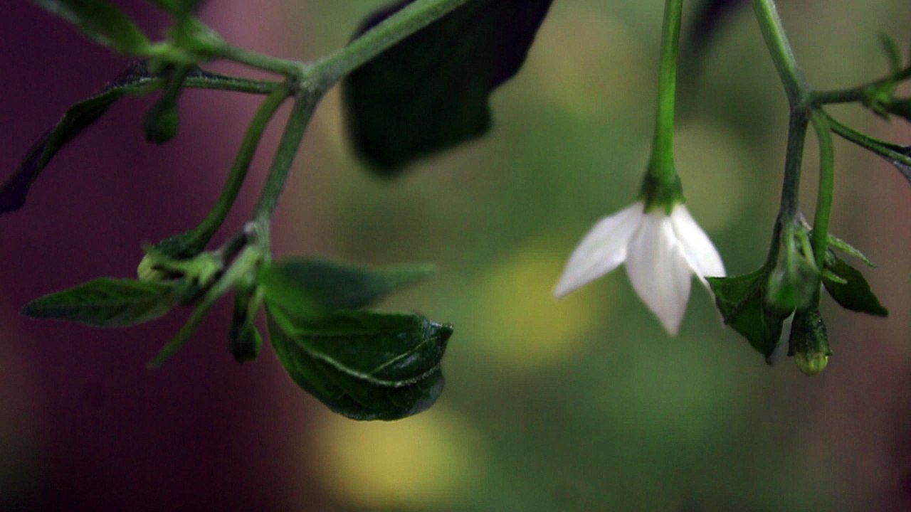 CHILI FLOWERS - Free Stock Video Footage HD