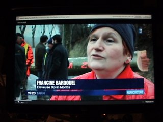 Les platanes de Lautrec