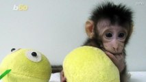 Ahhhh! These Monkeys are the Cutest Clones You'll Ever See