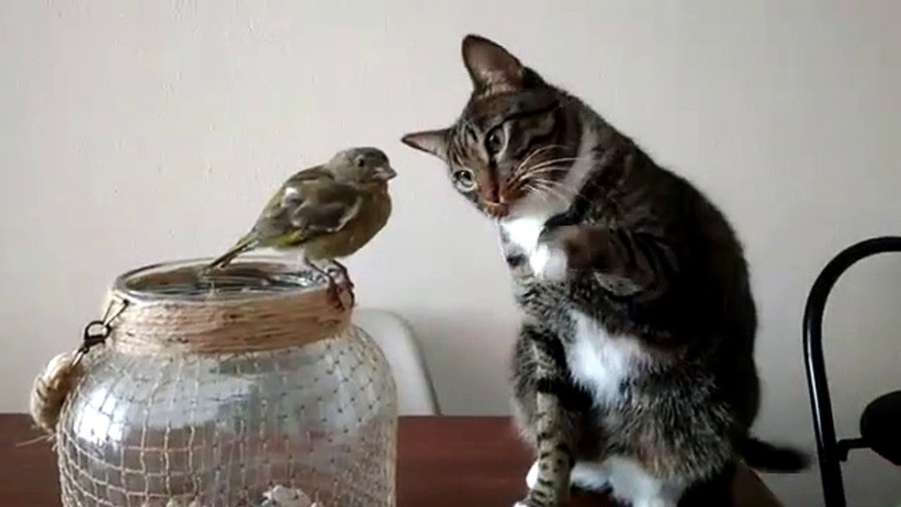 Câlin entre un chat et un petit oiseau...