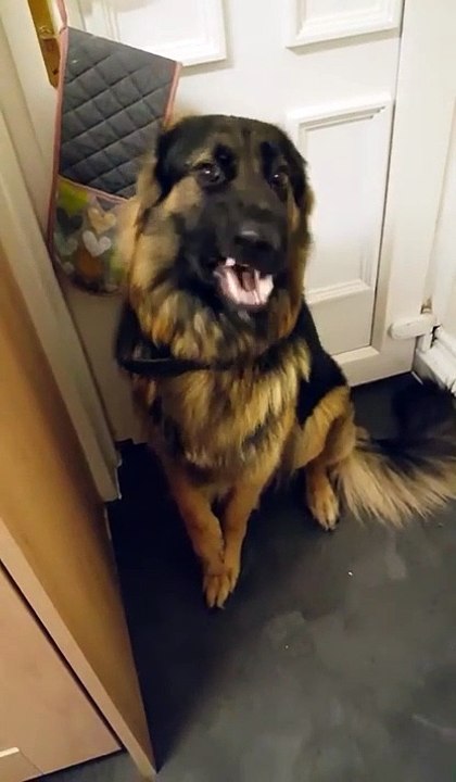 Ce chien fait une bêtise et tente de se faire pardonner