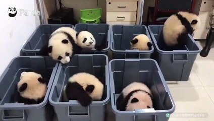 Vidéo de bébés panda trop mignon