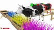 Learn Colors With Balls Milk Cows For Kids- Colours With Animals Ball Pit Show f