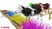 Learn Colors With Balls Milk Cows For Kids- Colours With Animals Ball Pit Show f