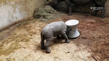 Un bébé rhinocéros s'entraîne à charger sur un plot et c'est super mignon !