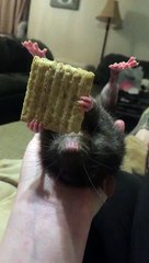 Un rat grignote un biscuit et c'est super mignon