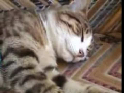 Very smart cat sleeps deeply Le chat très intelligent dort
