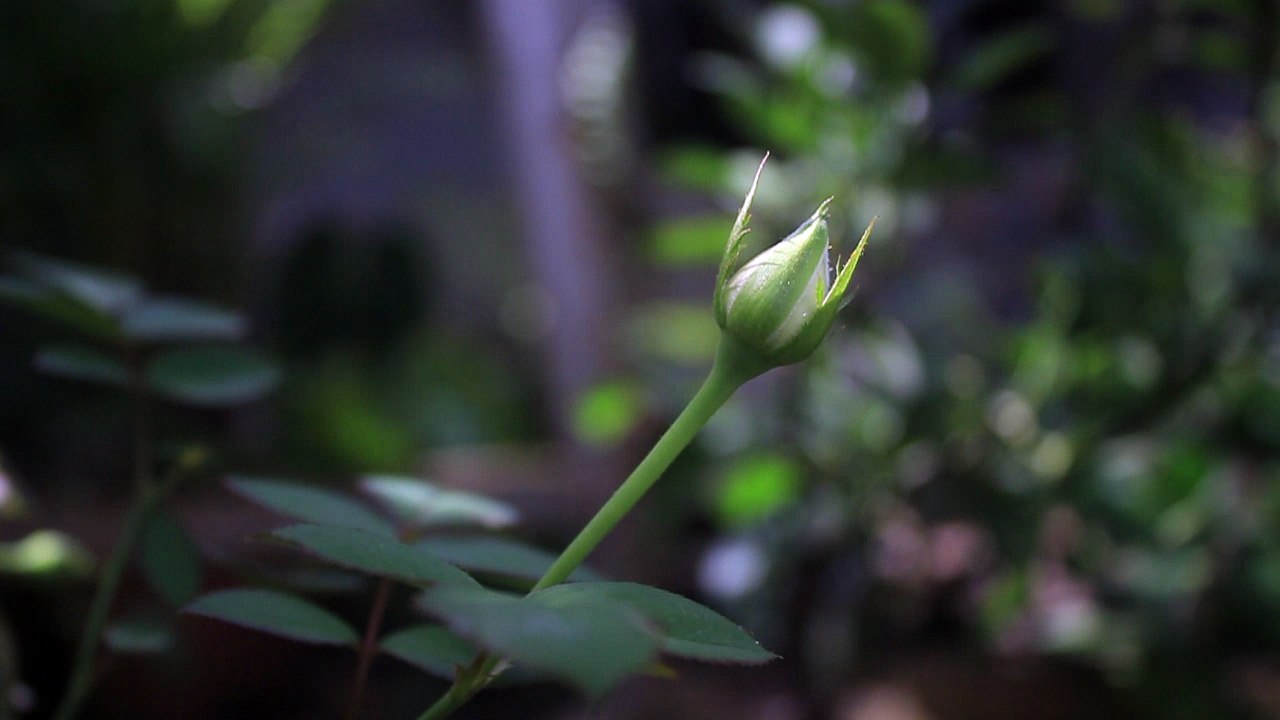 Young ROSE - Free Stock Video Footage HD