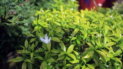 Beautiful Flowers - Free Stock Video Footage HD